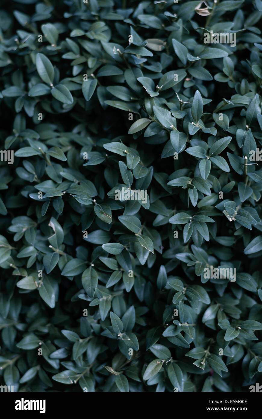 Buxus sempervirens bush - details and texture on the leaves Stock Photo