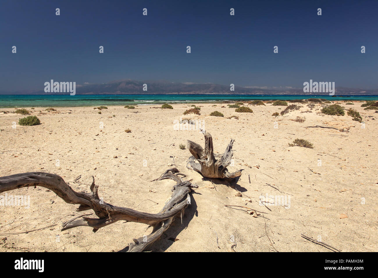 Dead juniper trees on Chrissi island beach, that looks like desert with turquoise sea in background. Stock Photo