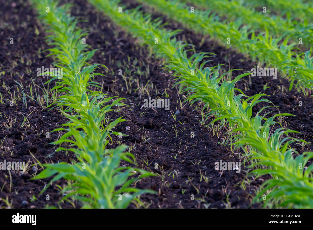 Cerealplants High Resolution Stock Photography and Images - Alamy