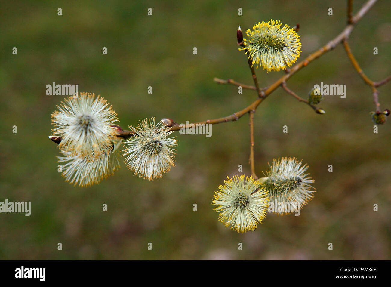 flowering of salix caprea Stock Photo