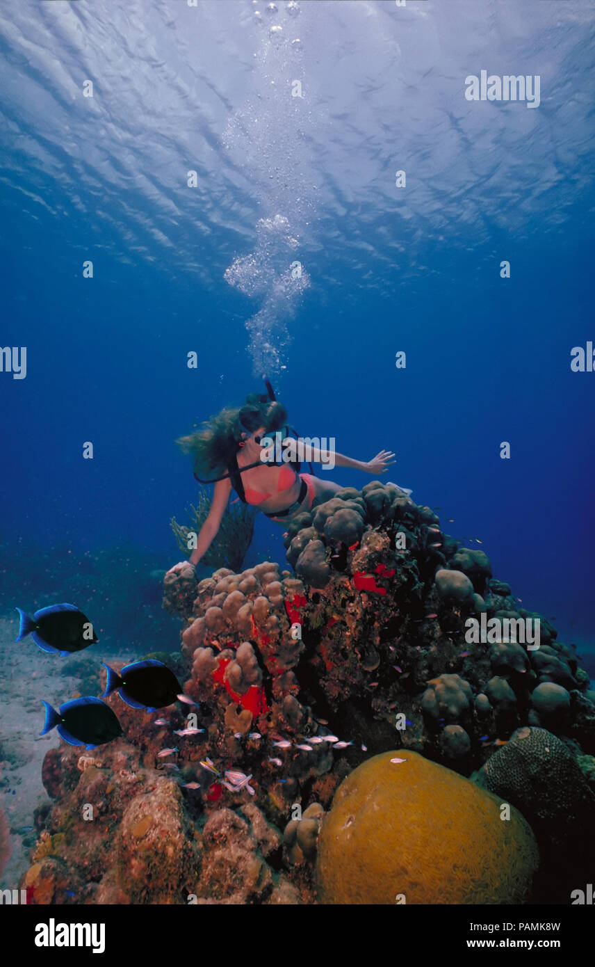 A scuba diving bikini girl in a bikini poses above the coral reef in