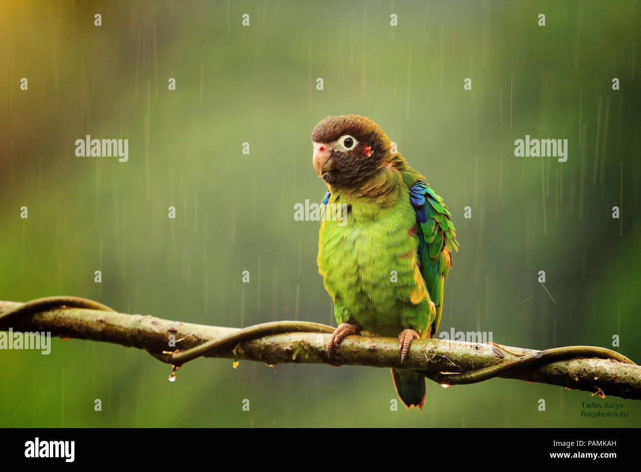 Brown-hooded Parrot on a twig Stock Photo