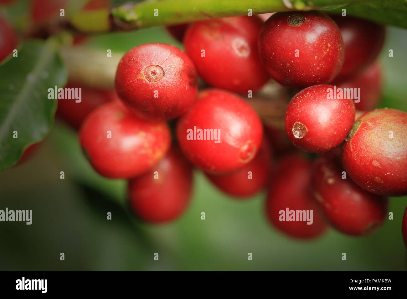 Ripe coffee fruits growing in Costa Rica Stock Photo Alamy