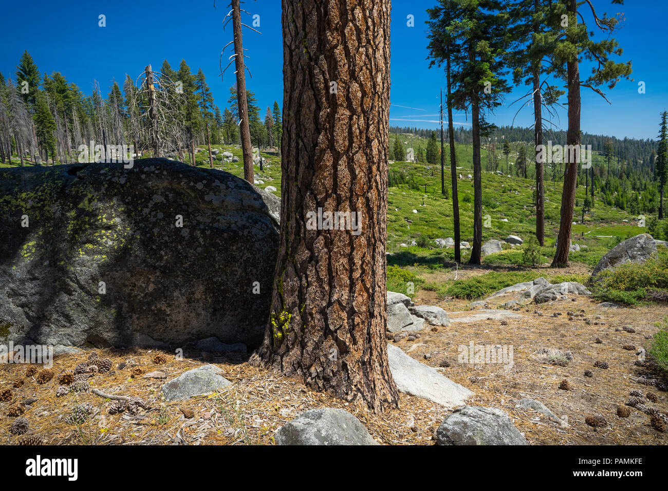 Ponderosa Pine Tree Bark Detail, With Meadow Boulders - Roadside scene along Highway 120 - Tioga Pass - Yosemite National Park Stock Photo