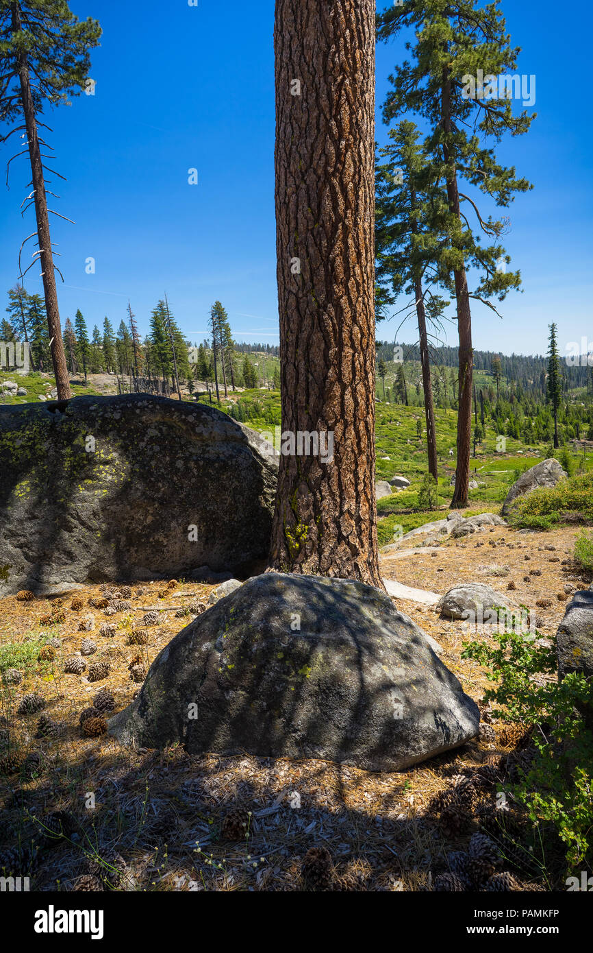 Intricate patterns on a Ponderosa Pine Tree Trunk, with giant boulders along Tioga Pass Road - Yosemite National Park Stock Photo