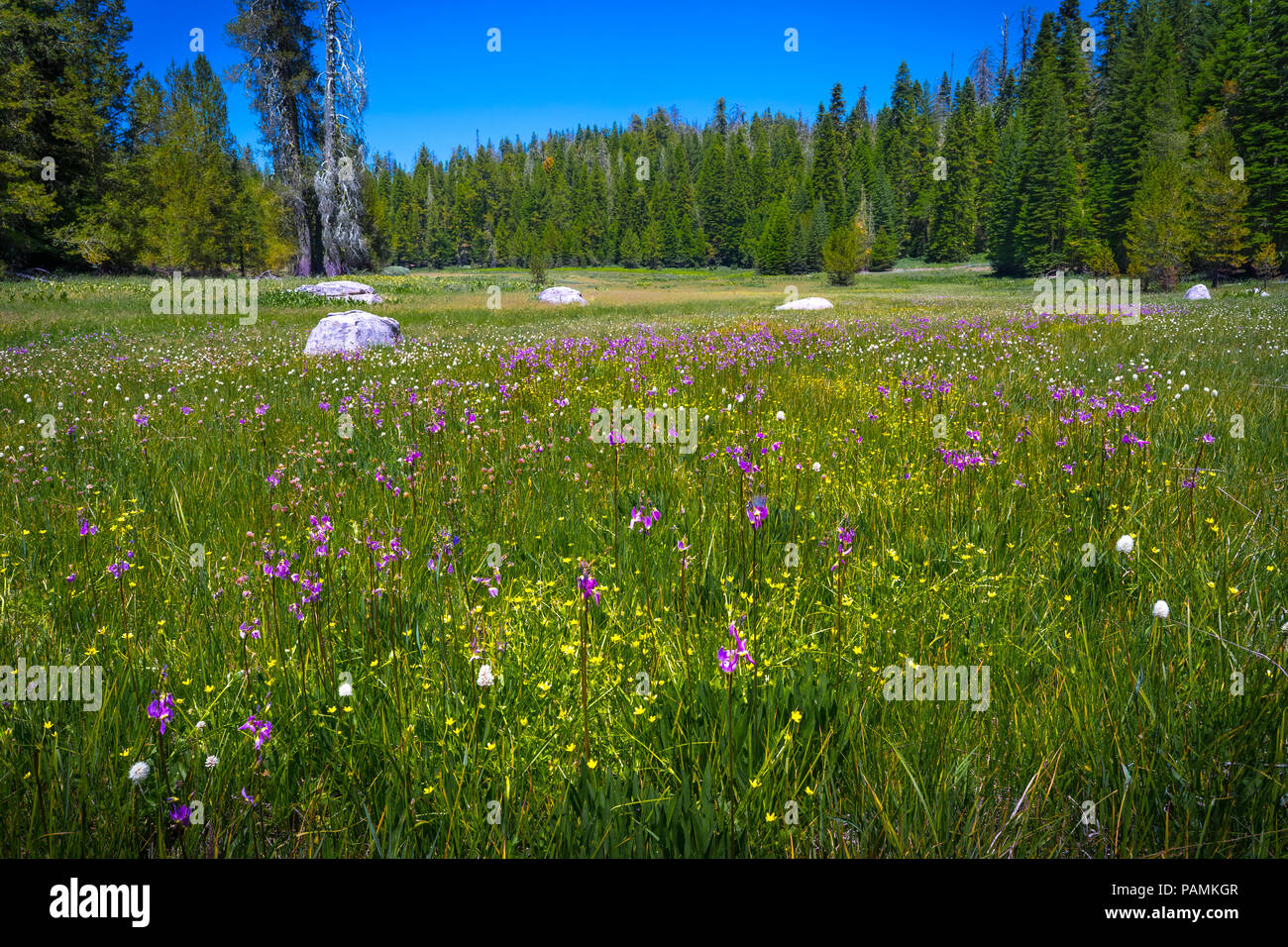 Vibrant, lush crane flat meadow full of beautiful California