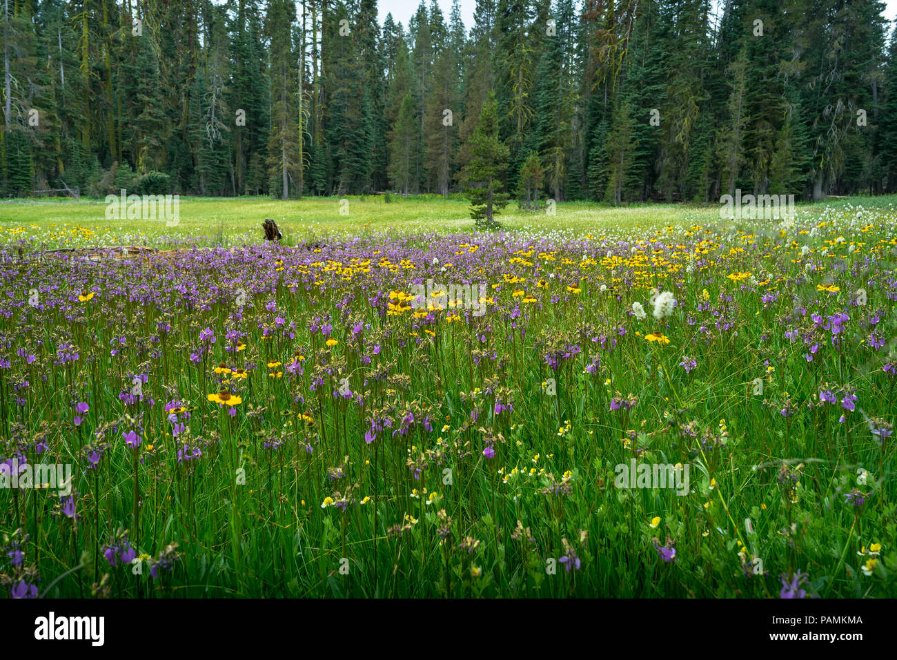 Wildflowers Glacier National Park High Resolution Stock Photography and ...