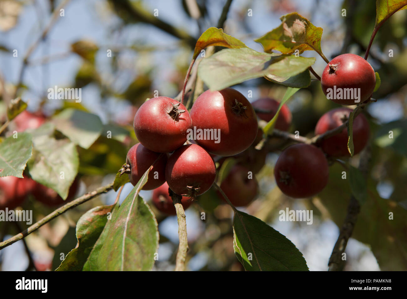 Twigs with fruits hi-res stock photography and images - Alamy