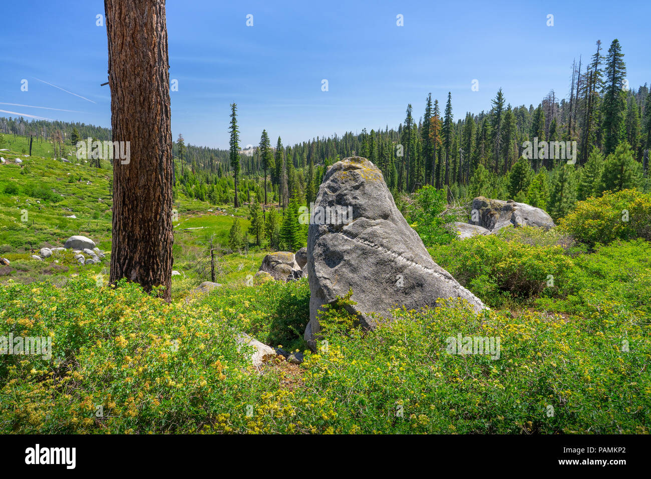 Yellow flowering bushes and meadow boulders in this landscape along highway 120, Tioga Pass - Yosemite National Park Stock Photo