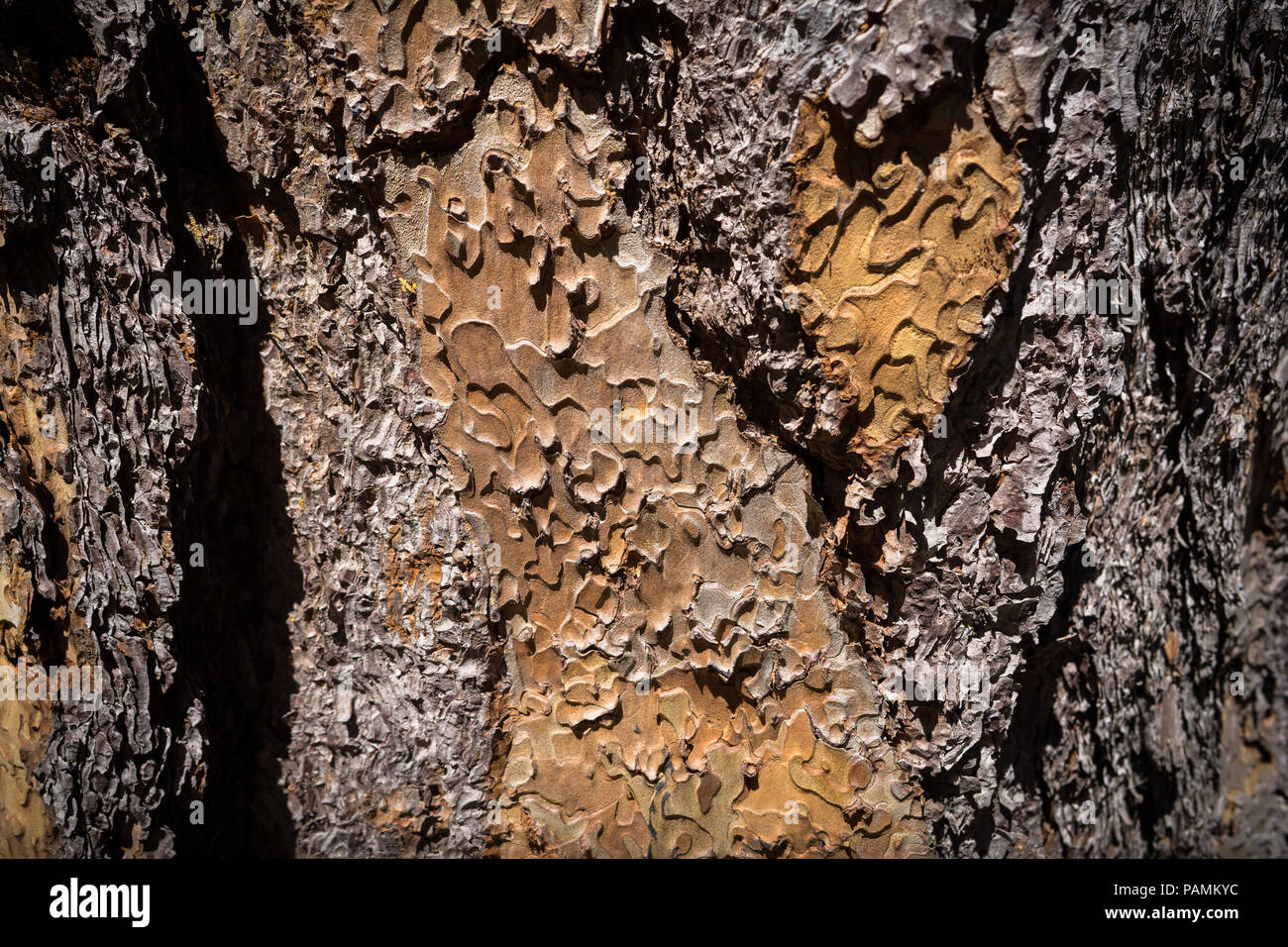 Closeup detail of scented Jefferey Pine Tree Bark - Yosemite National Park Stock Photo