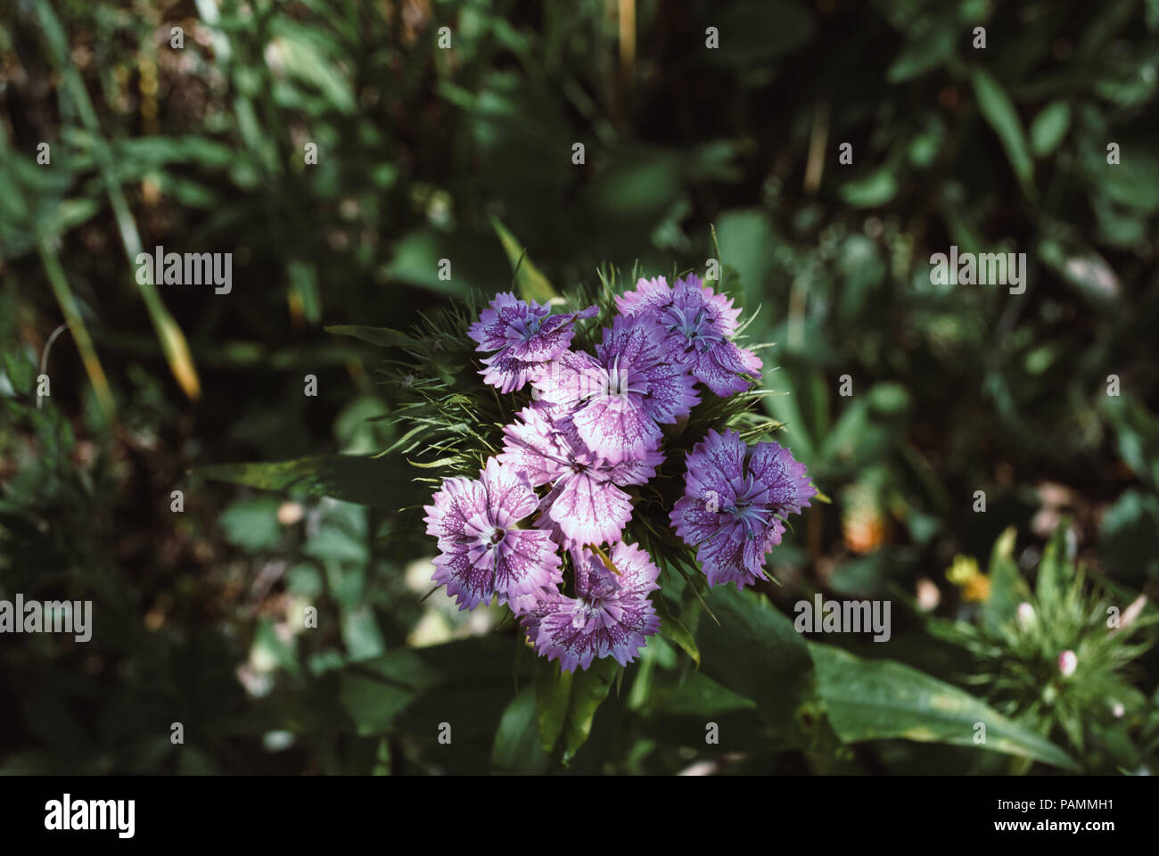 Rainbow carnation hires stock photography and images Alamy