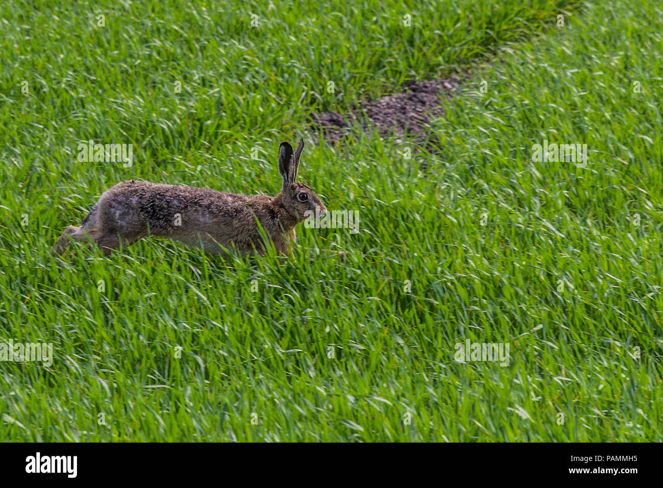 wild rabbit running at a field Stock Photo