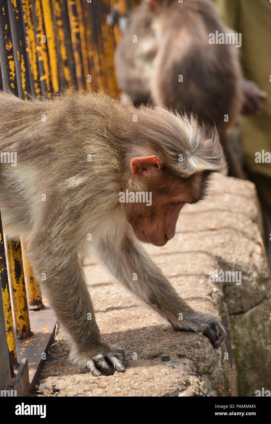 Tamilnadu wildlife hi-res stock photography and images - Alamy Tamilnadu wildlife hi-res stock photography and images - Alamy
