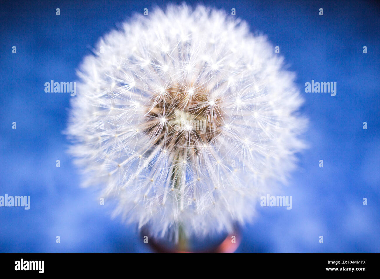 Dandelion seeds background hi-res stock photography and images - Alamy