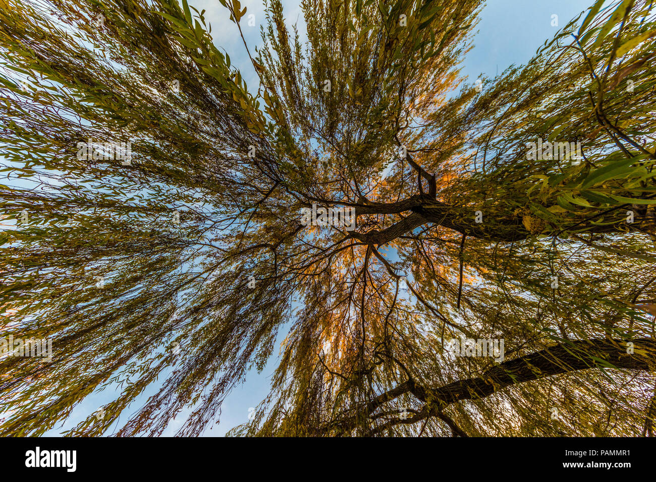 weeping willow, wide angle view from below Stock Photo