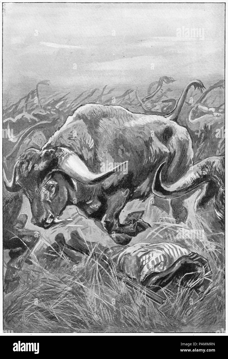 Hal;tone of a herd of buffalo stampeding over people in India. From Young England, An Illustrated Monthly for Boys, 1903. Stock Photo