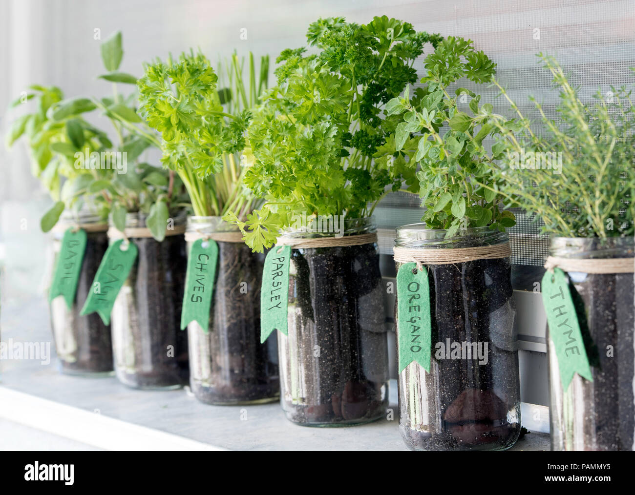 different herbs (basil, sage, chives, parsley, oregano and thyme