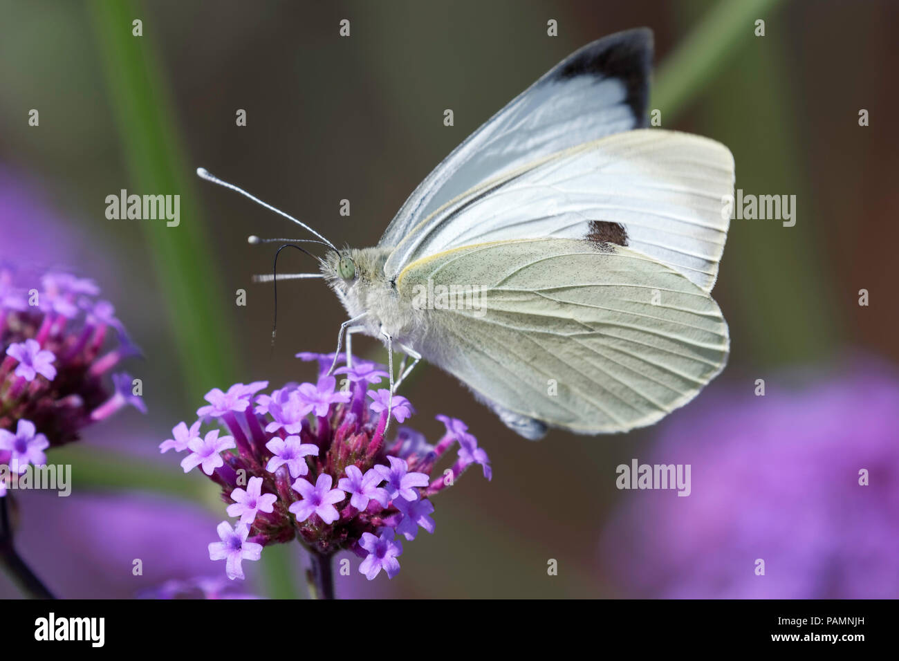 Large White butterfly feeding on Verbena Bonariensis Stock Photo Alamy