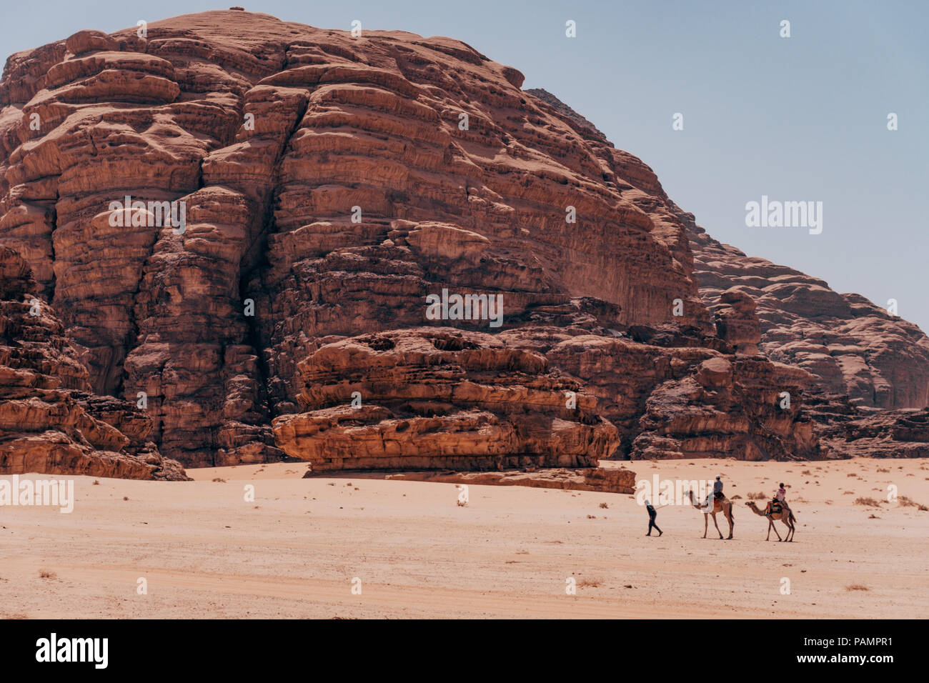 camels in the desert in summer sun in Wadi Rum, Jordan Stock Photo