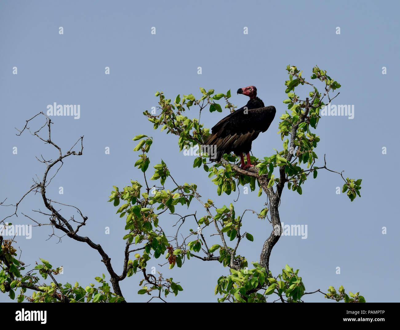 The red-headed vulture, also known as the Asian king vulture, Indian black vulture or Pondicherry vulture, is an Old World vulture Stock Photo