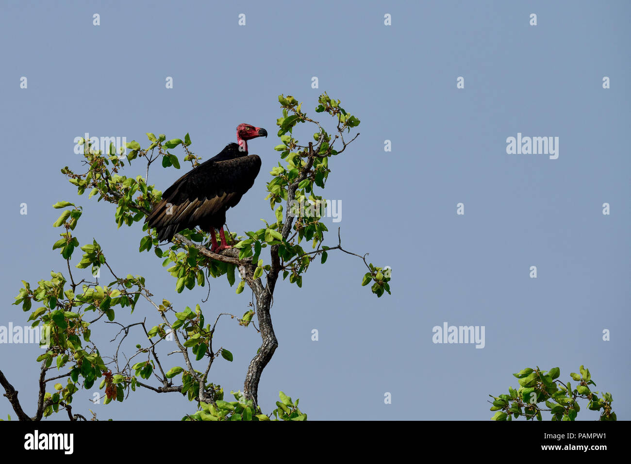 The red-headed vulture, also known as the Asian king vulture, Indian black vulture or Pondicherry vulture, is an Old World vulture Stock Photo