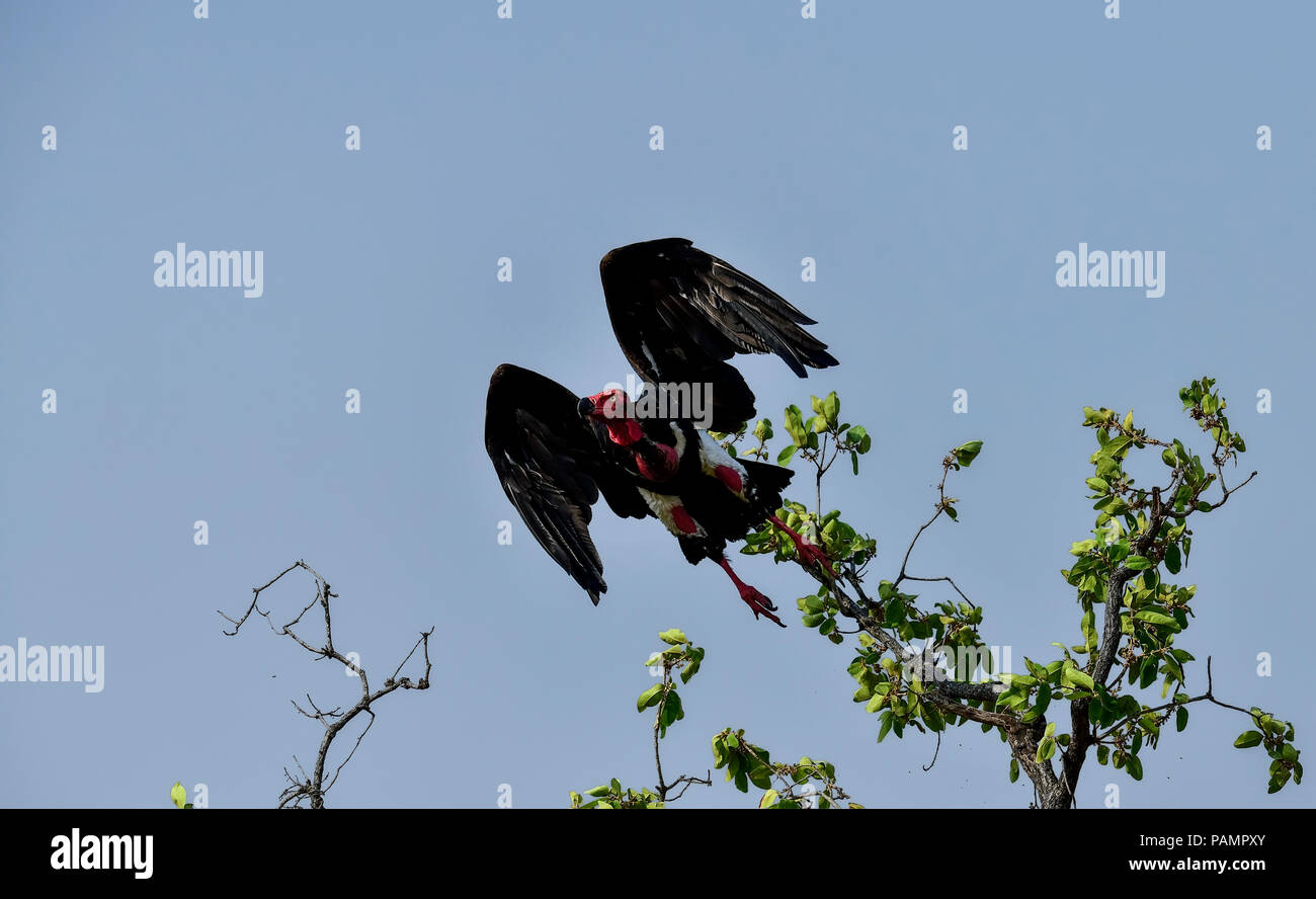 The redheaded vulture, also known as the Asian king vulture, Indian