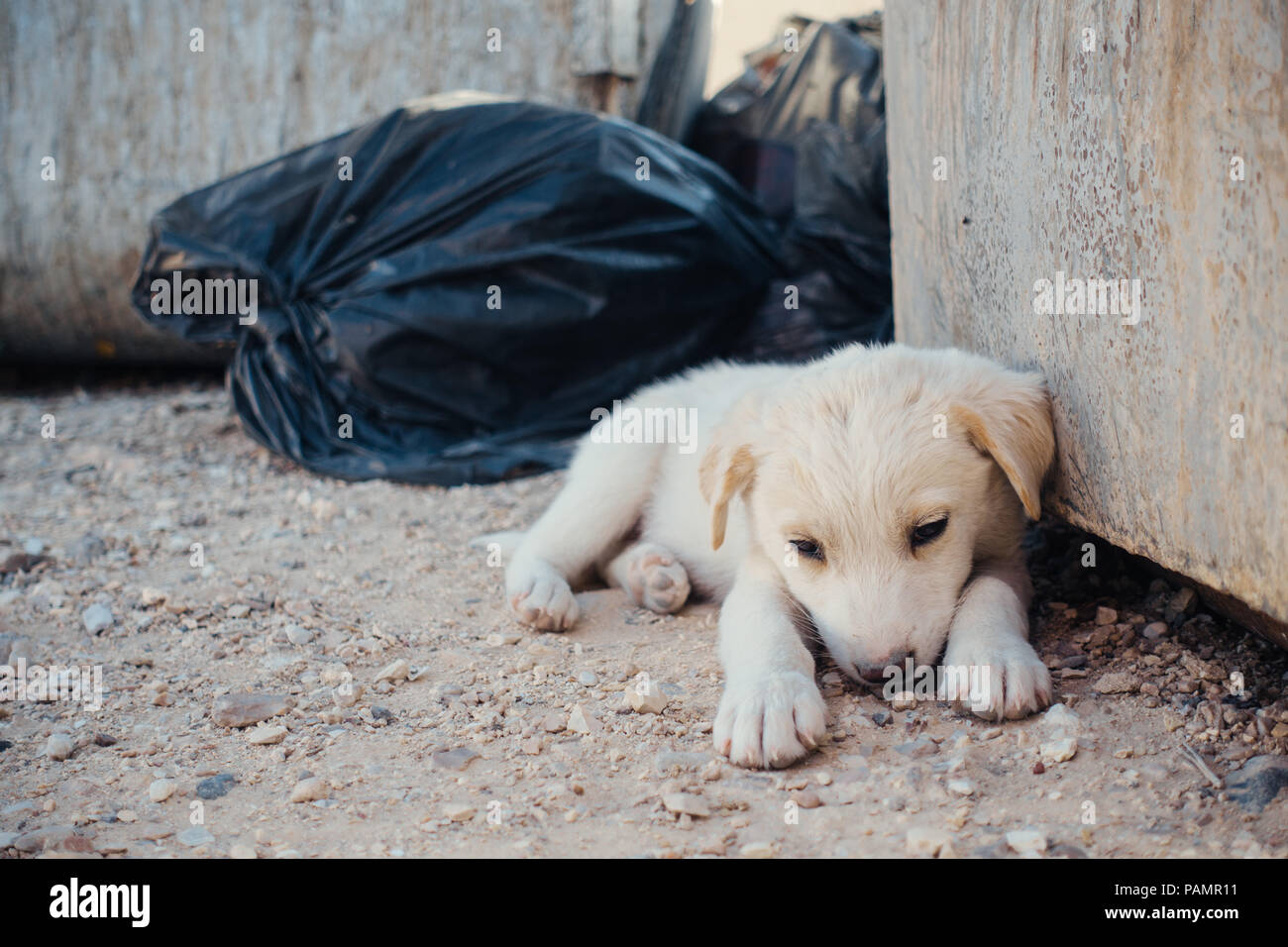 How Long Do Puppies Stay Awake