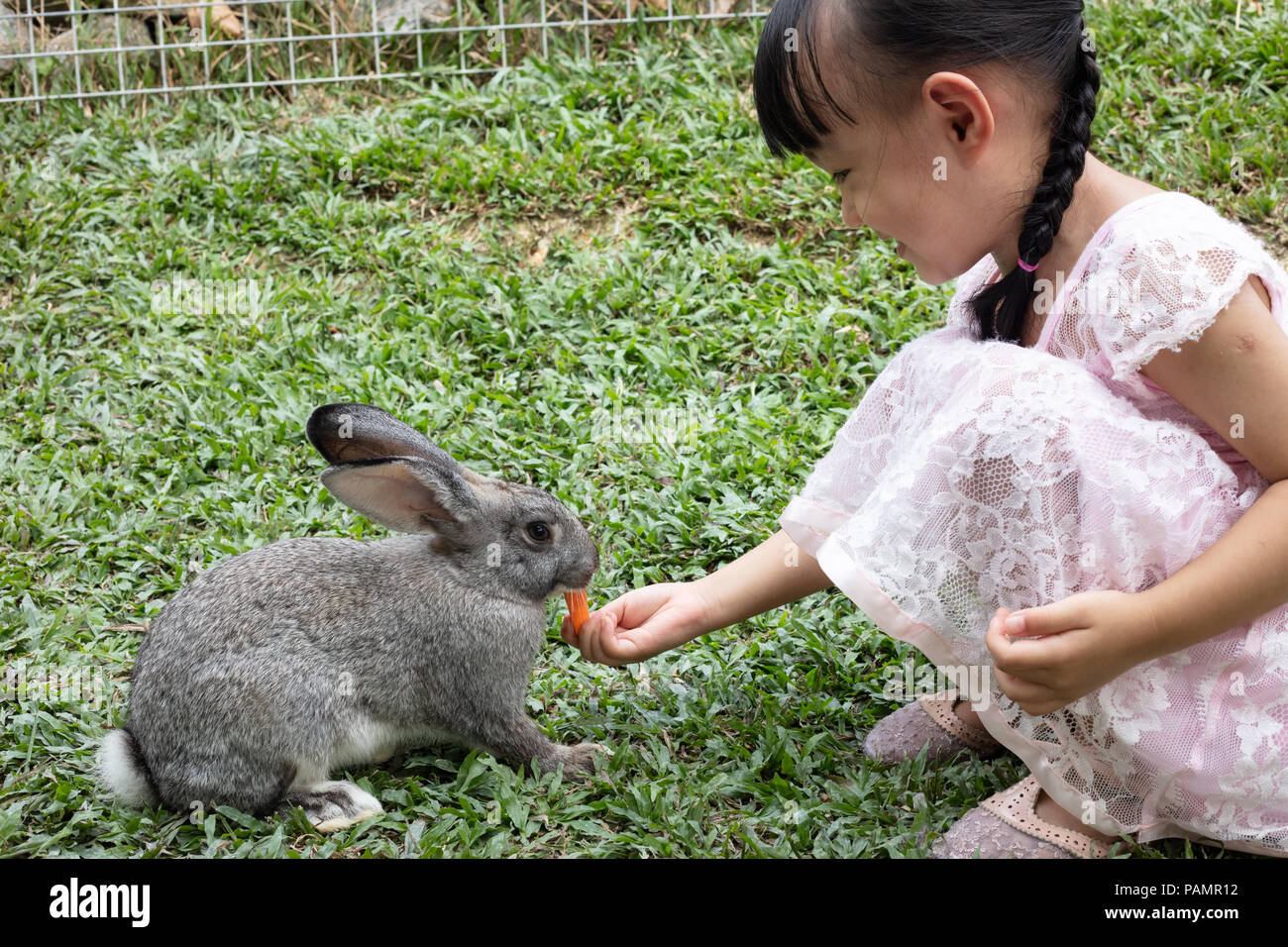 Asian Little Chinese Girl Feeding a Rabbit with Carrot in the Outdoor ...