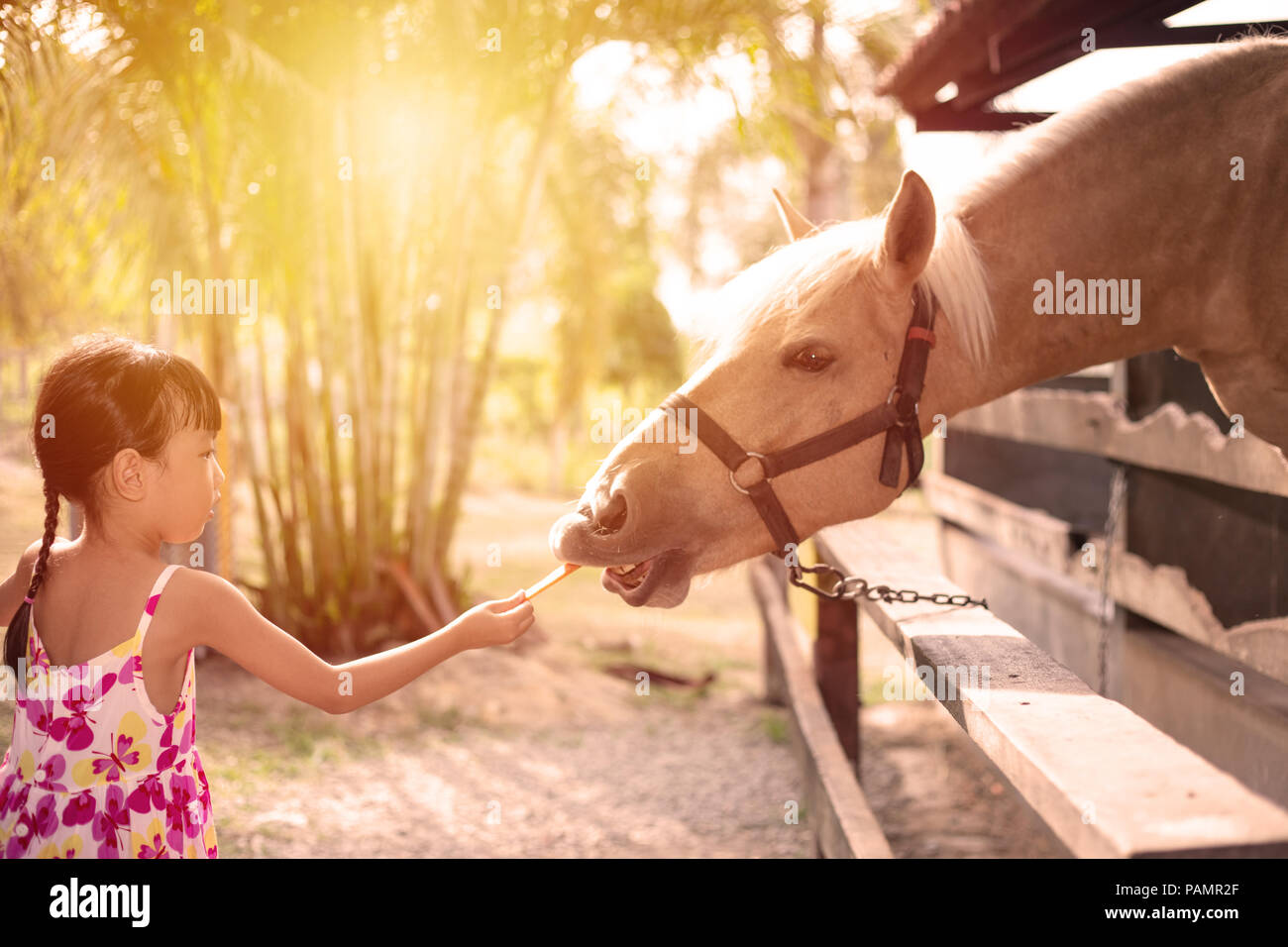 Asian Little Chinese Girl feeding a horse with Carrot in the Outdoor ...