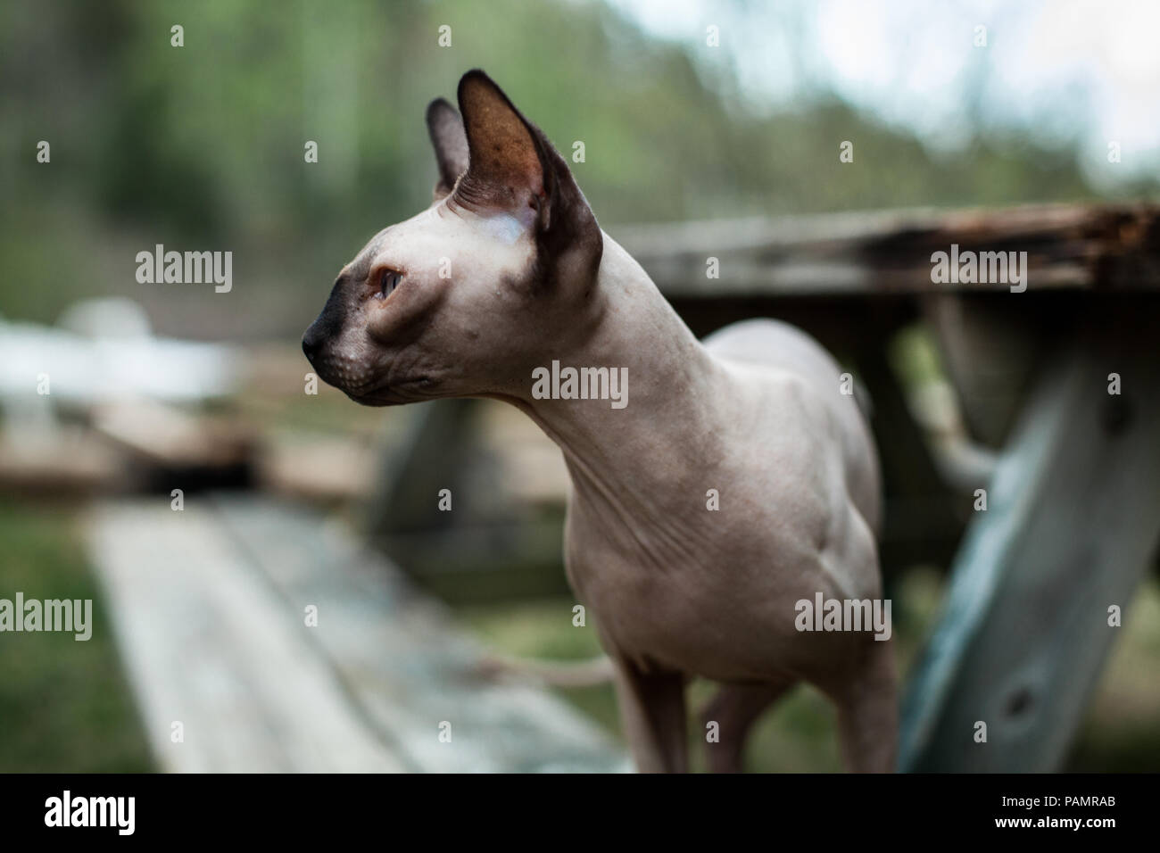 Sphynx cat exploring the wilderness for the first time Stock Photo