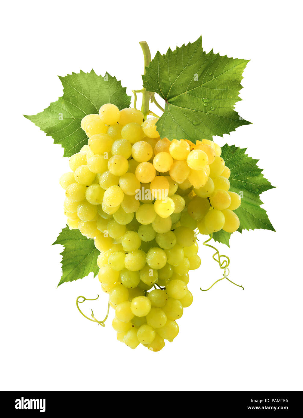 Yellow grapes hires stock photography and images Alamy