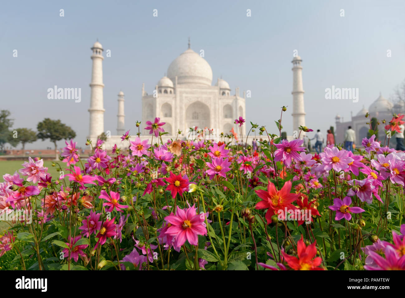 Flowers In Focus On The Background Of Out Of Focus Taj Mahal At Agra A Unesco World Heritage Site A Monument Of Love Agra Uttar Pradesh India Stock Photo Alamy Flowers In Focus On The Background Of Out Of Focus Taj Mahal At Agra A Unesco World Heritage Site A Monument Of Love Agra Uttar Pradesh India Stock Photo Alamy