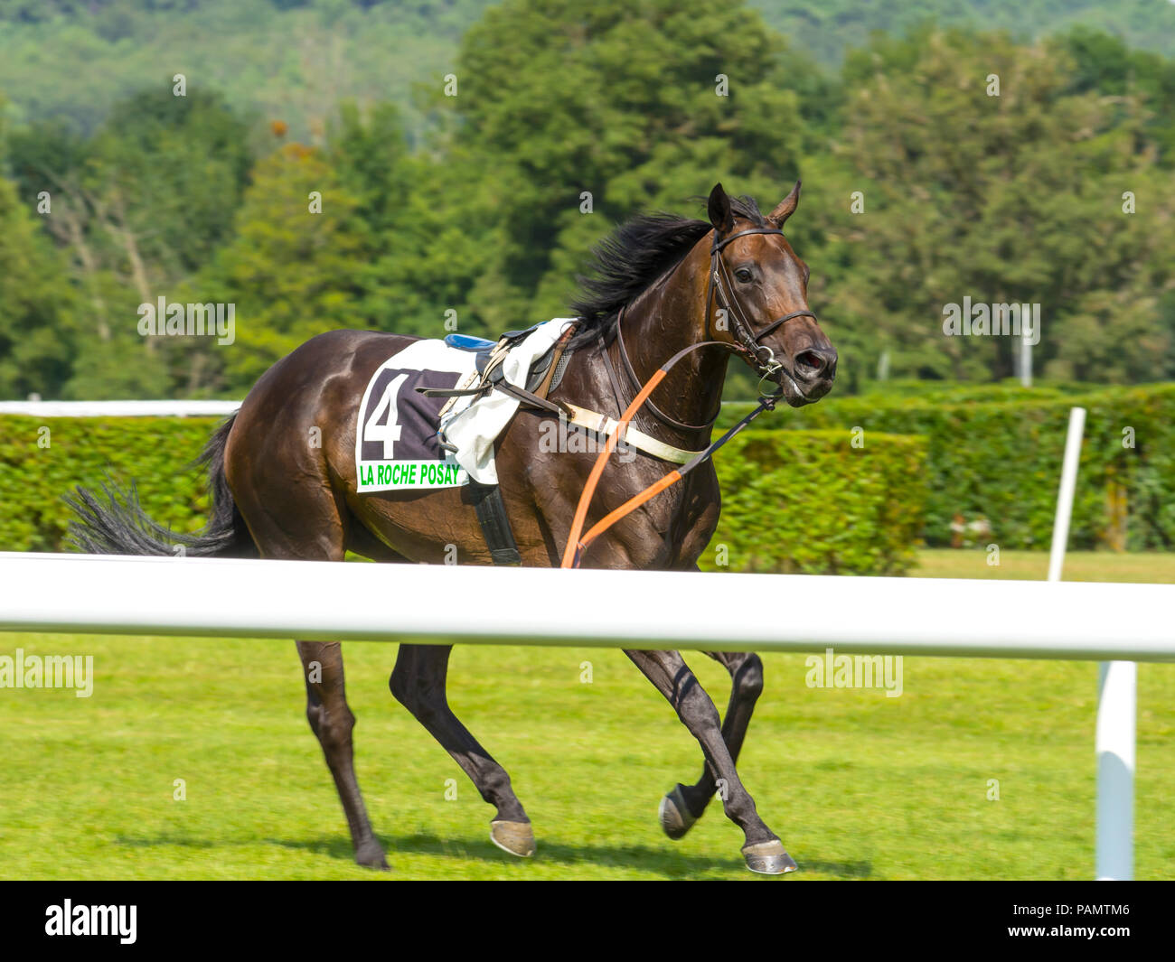 Horse racehorse hires stock photography and images Alamy