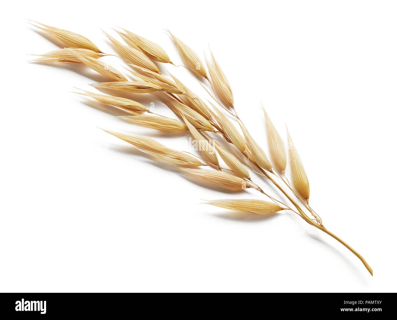 oat plant isolated on white background Stock Photo