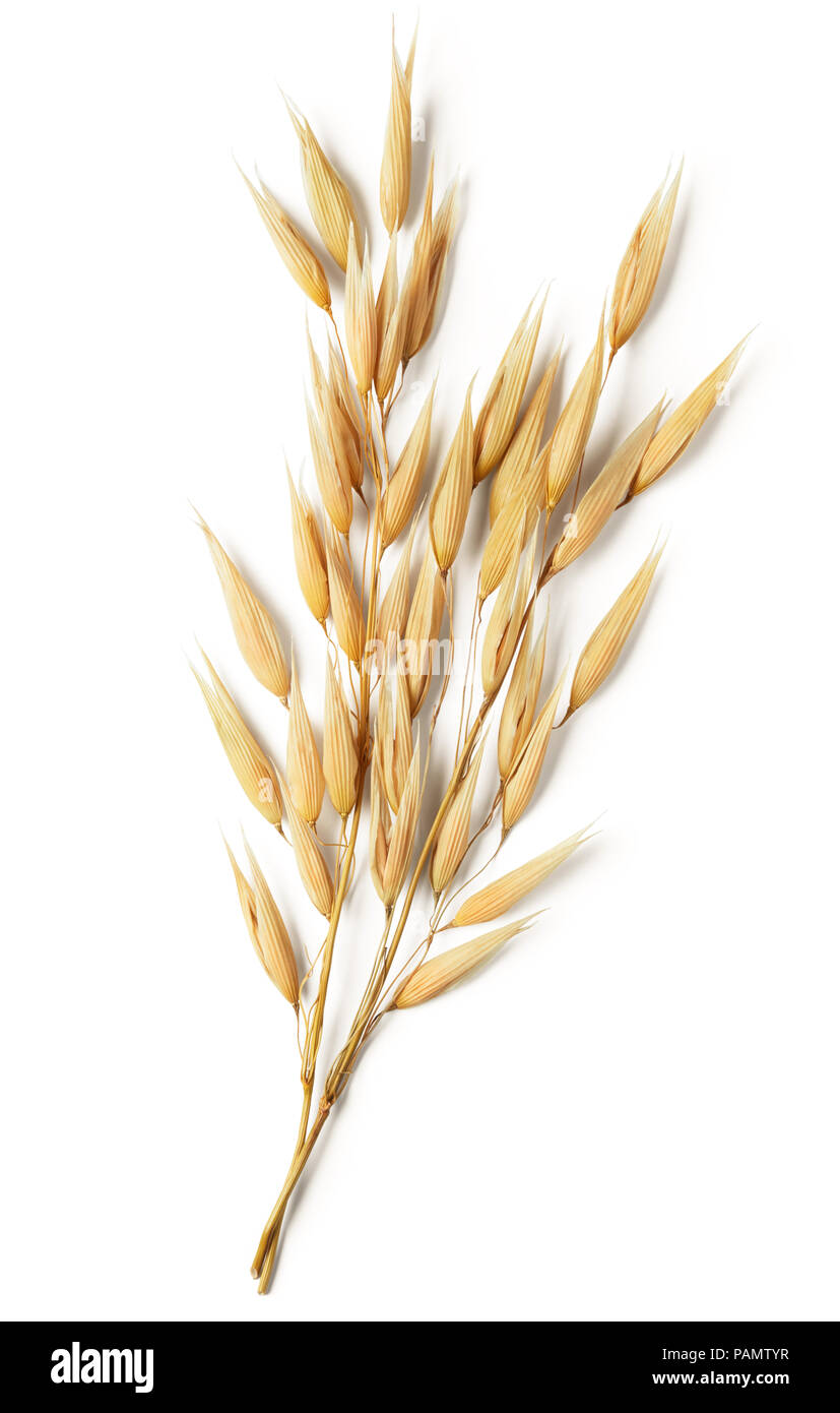 oat plant isolated on white background Stock Photo