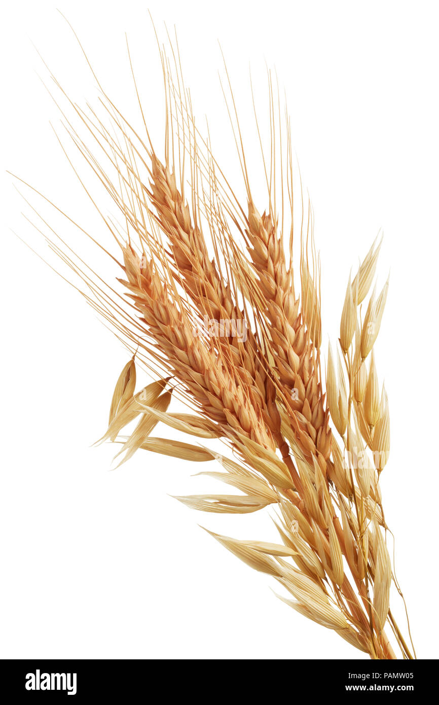 oat plants and wheat ears isolated on white Stock Photo