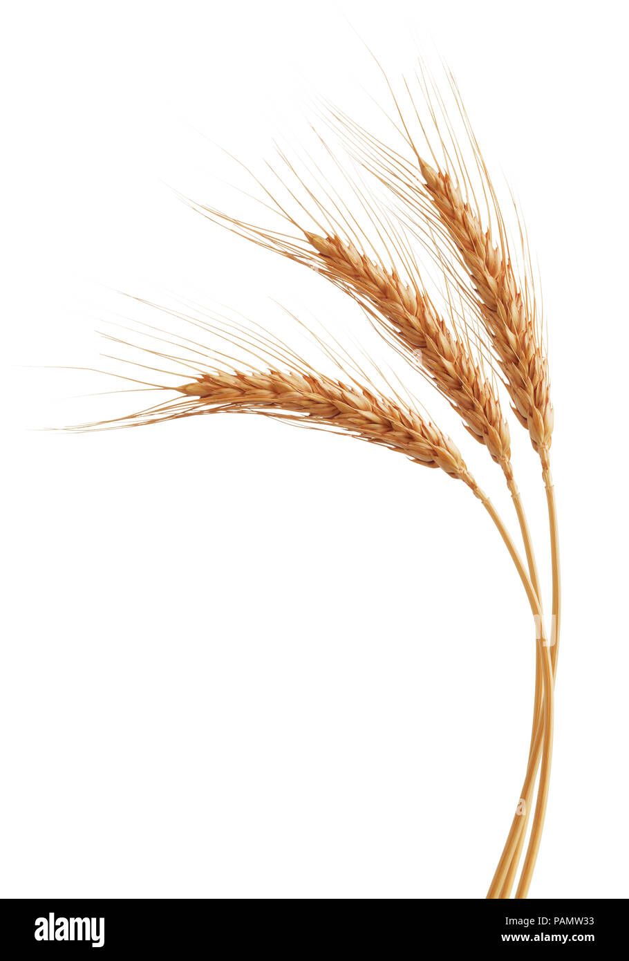 group of wheat ears isolated on white Stock Photo - Alamy