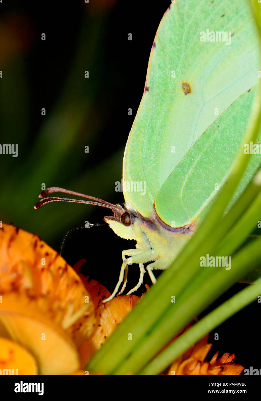 Brimstone Butterfly (Gonepteryx rhamni) female - feeding. Camouflaged amongst undergrowth Stock Photo