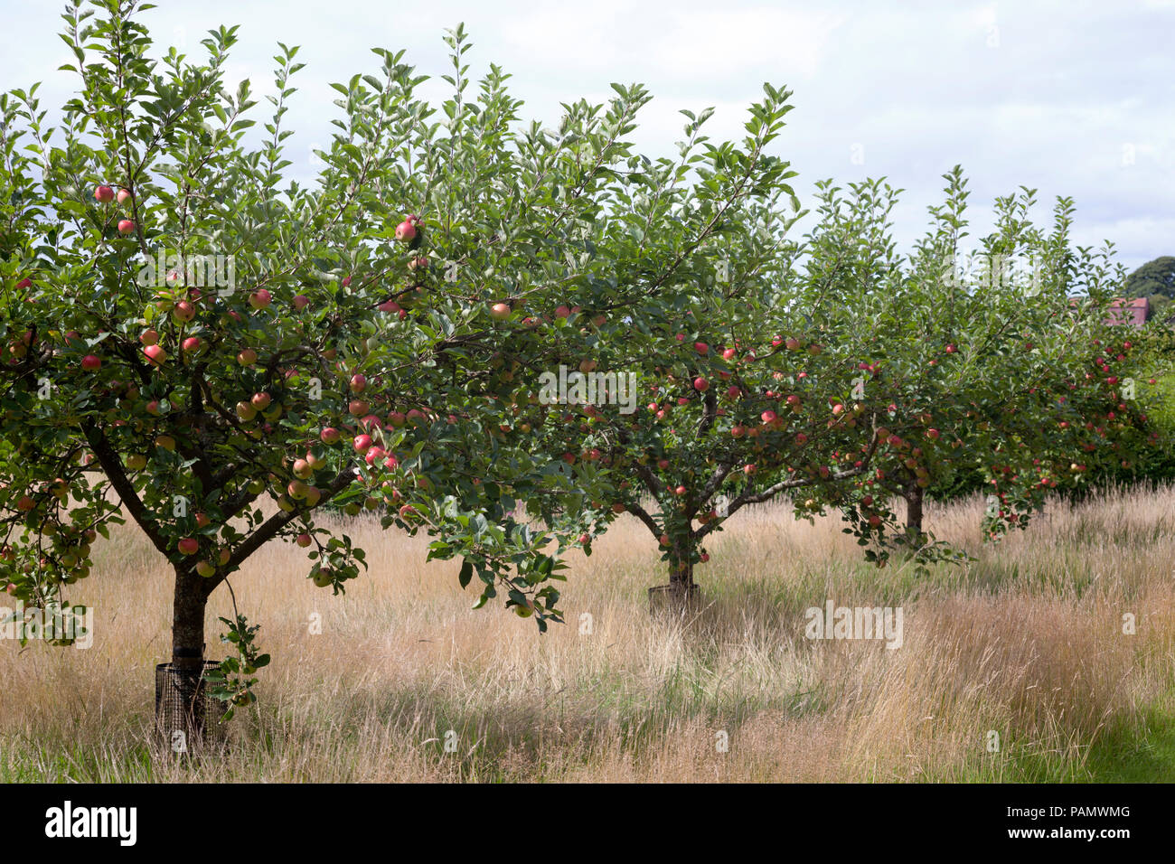 Apple - Malus domestica -  variety 'Katy' in orchard at harvest time, Scotland. Stock Photo
