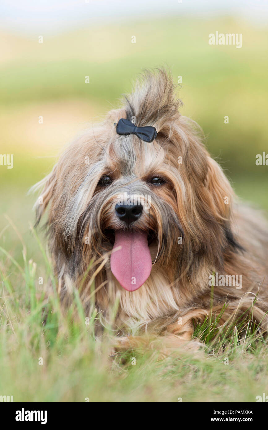 Havanese. Adult dog with hair clip lying on a meadow, panting. Germany Stock Photo