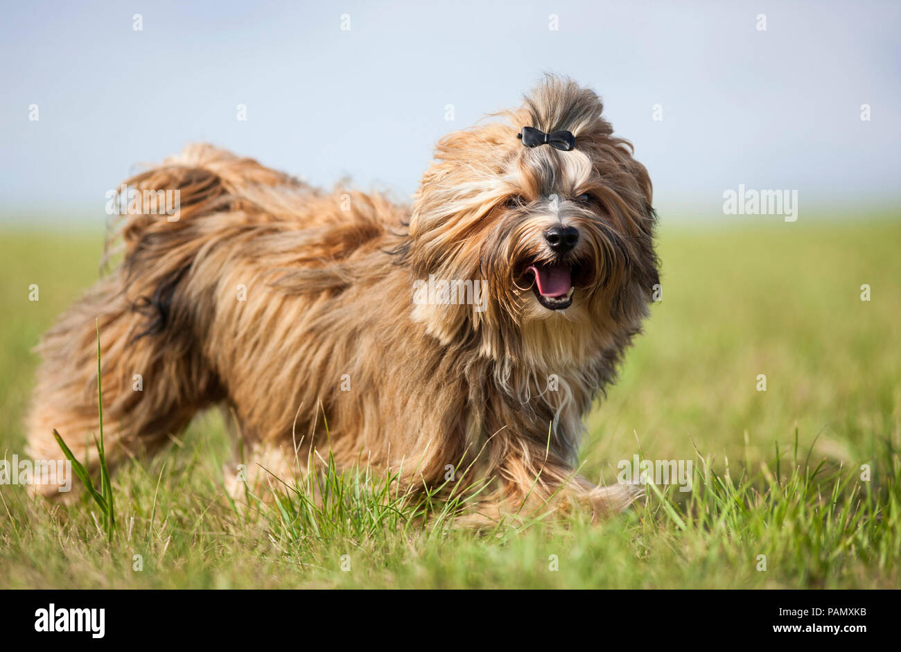 Havanese. Adult dog walking on a meadow, wearing a hair clip. Germany Stock Photo