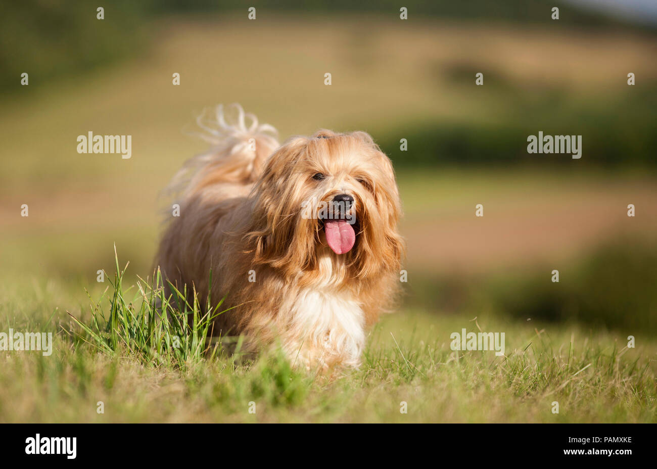 Havanese. Adult dog walking on a meadow. Germany Stock Photo