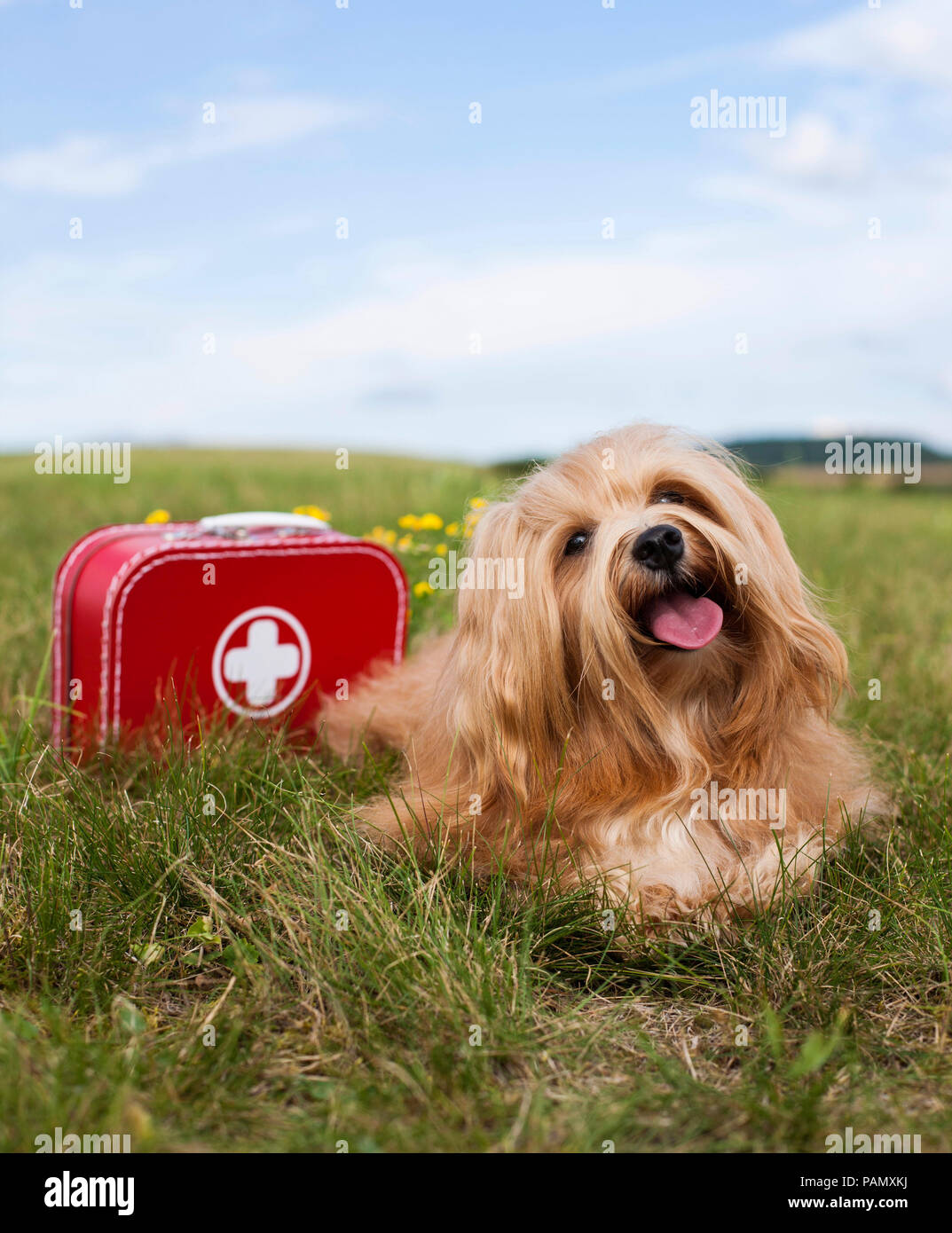 Havanese. Adult dog lying on a meadow, next to First Aid case. Germany Stock Photo