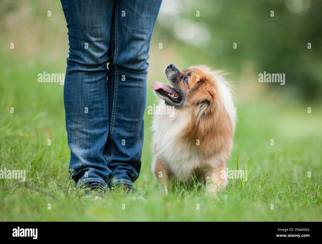 Tibetan Spaniel. Adult dog walking next to a person, looking up. Germany Stock Photo