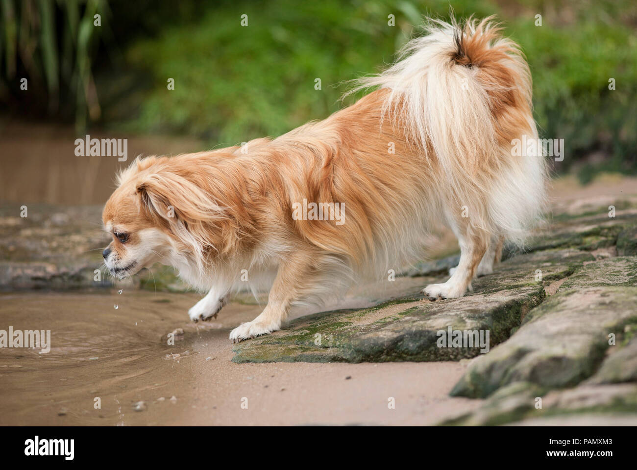 Tibetan Spaniel. Adult dog drinking from a pond. Germany. Stock Photo