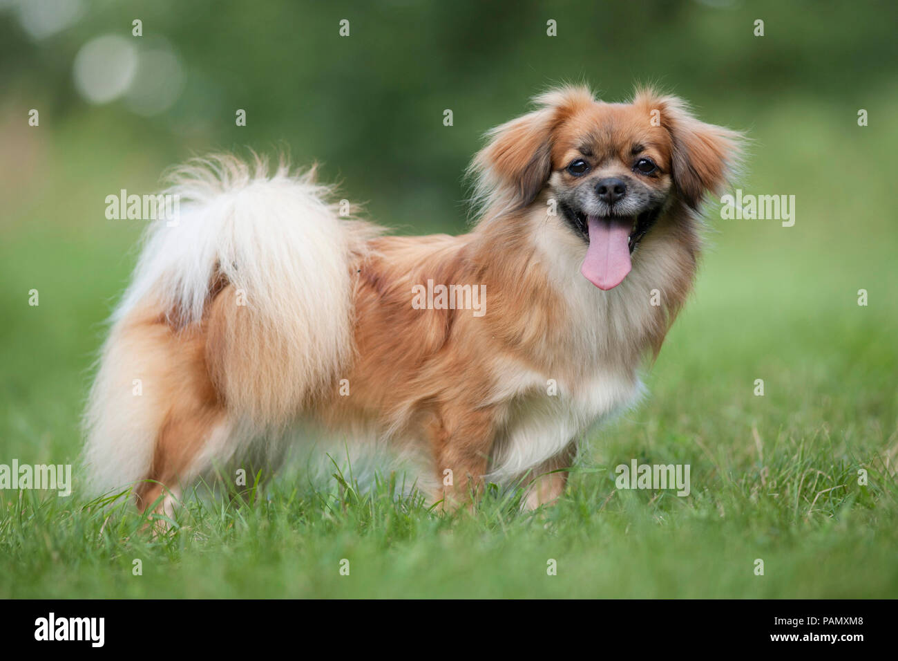 Tibetan Spaniel. Adult dog standing on a meadow. Germany Stock Photo