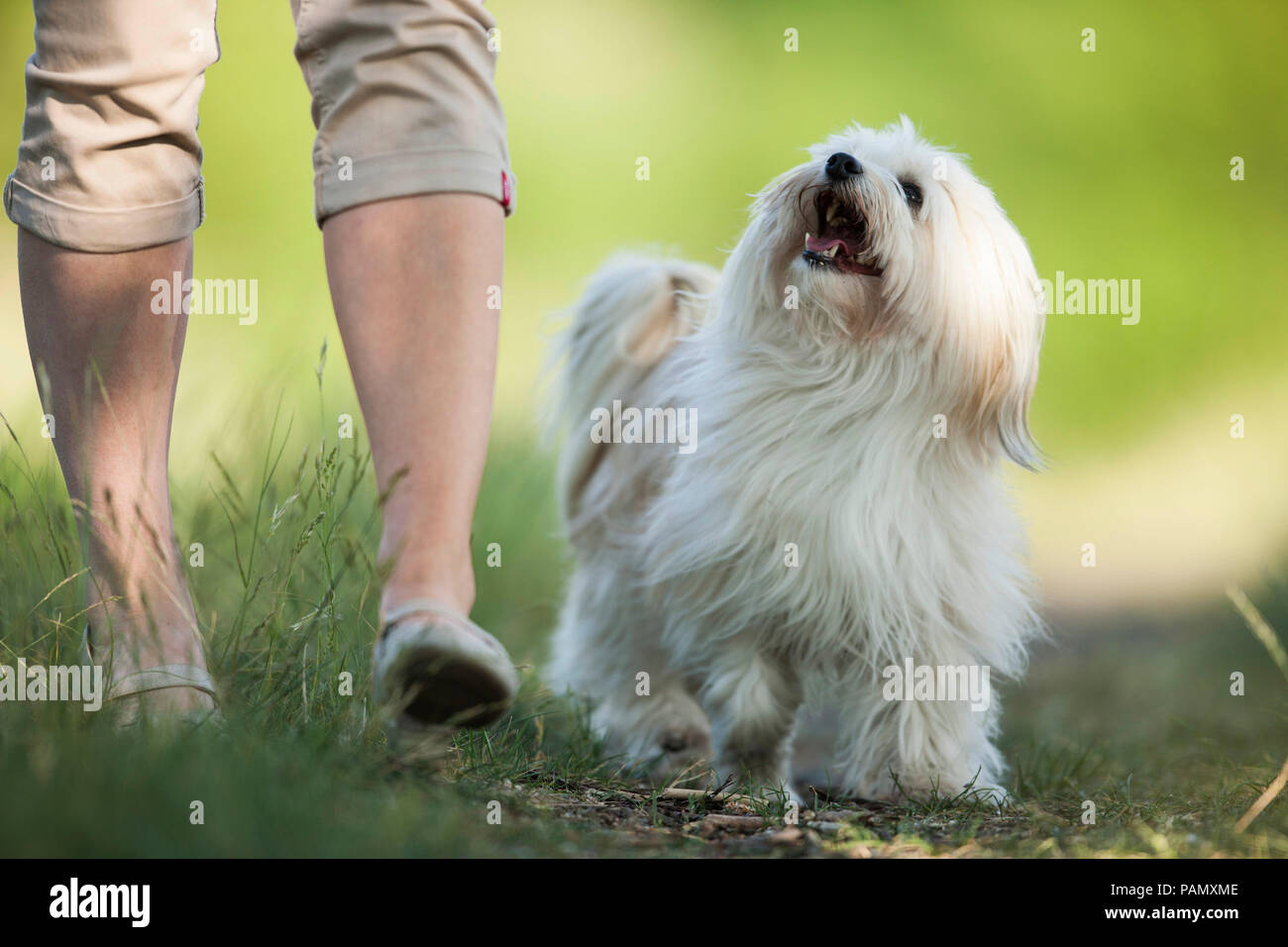 Havanese. Adult dog walking next to a man, looking up. Germany Stock Photo