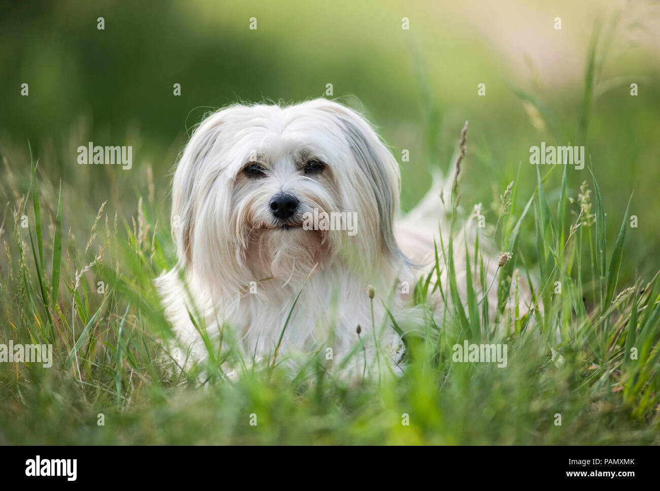Havanese. Adult dog lying on a meadow. Germany Stock Photo