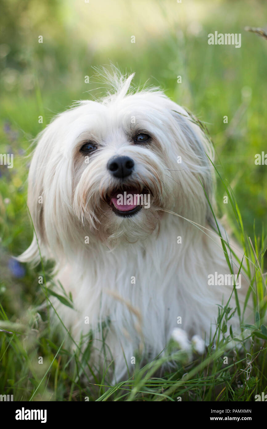 Havanese. Adult dog sitting on a meadow. Germany Stock Photo
