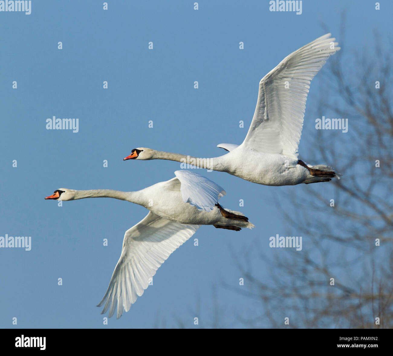 Mute Swan (Cygnus olor), pair in flight. Germany Stock Photo